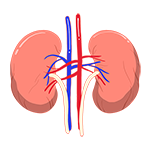 IGA-Nephropathy