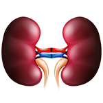 Acute Kidney Disease