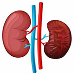 Kidney Shrinkage