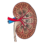 Chronic Kidney Disease