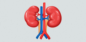 Kidney